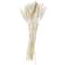 Dried Plant Bunny Tail Natural Foliage with Long Stems